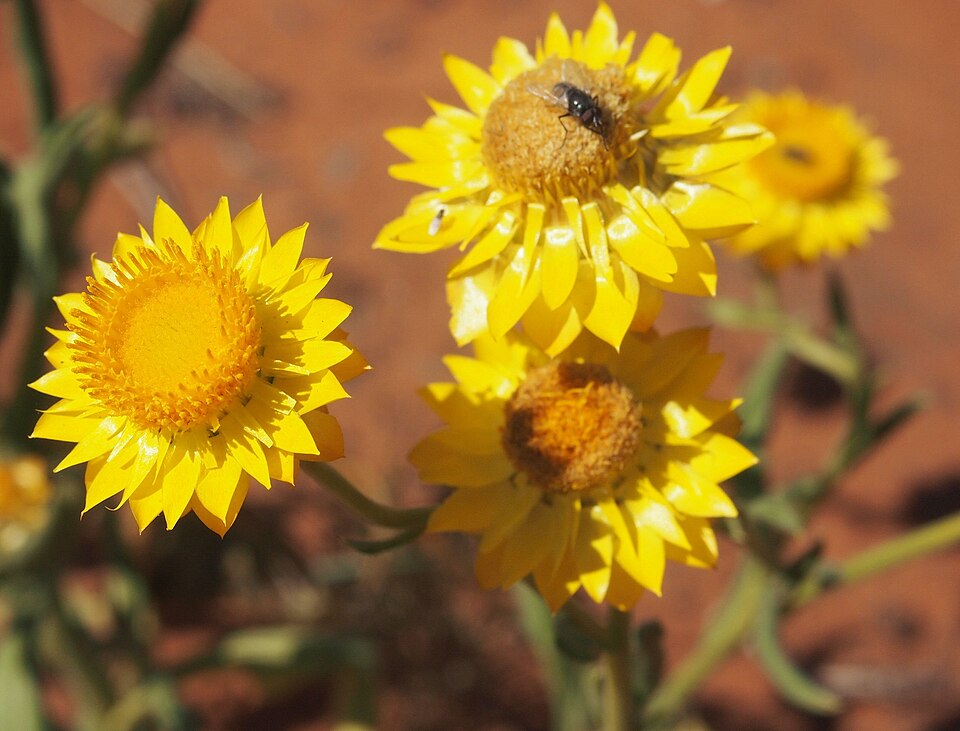 Xerochrysum bracteatum (Golden Everlasting) (alternate view 5)