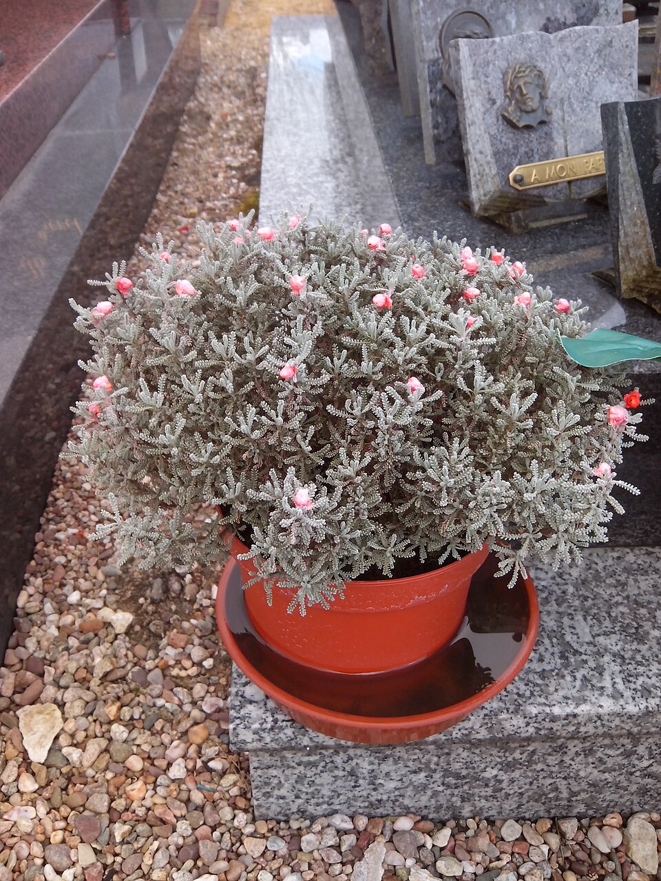Santolina (Lavender-cottons) (alternate view 5)