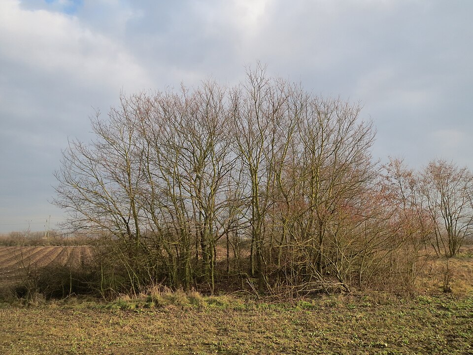 Ulmus minor (Field Elm)