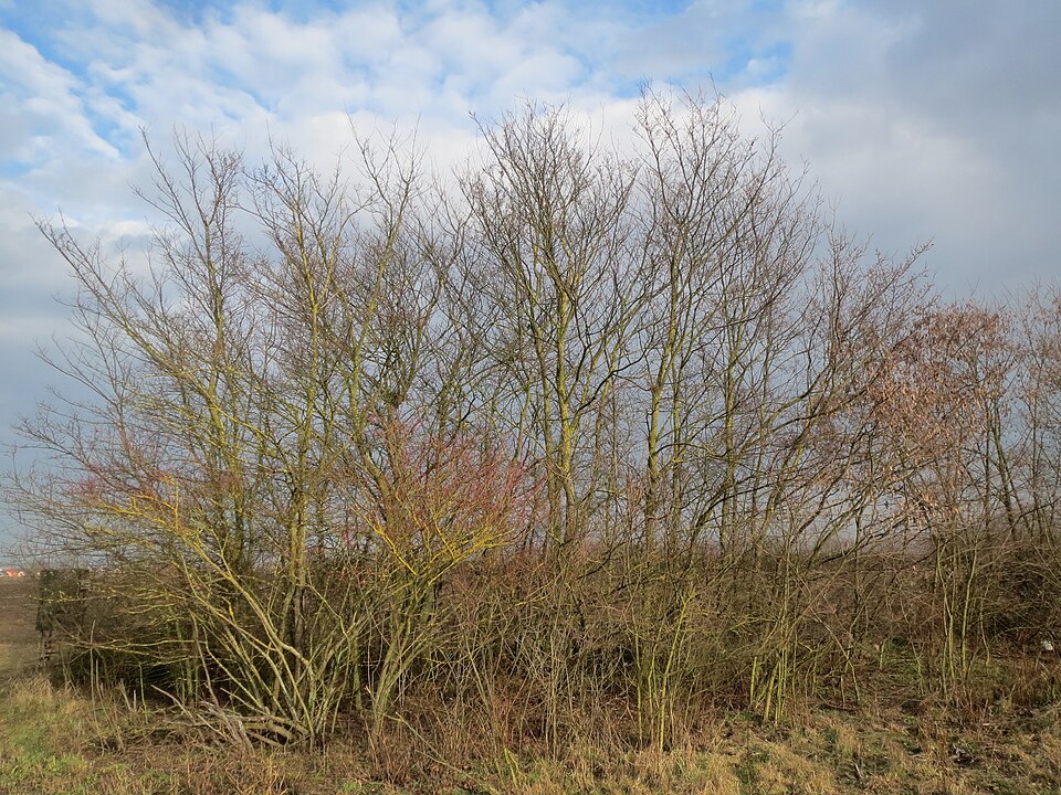 Ulmus minor (Field Elm)