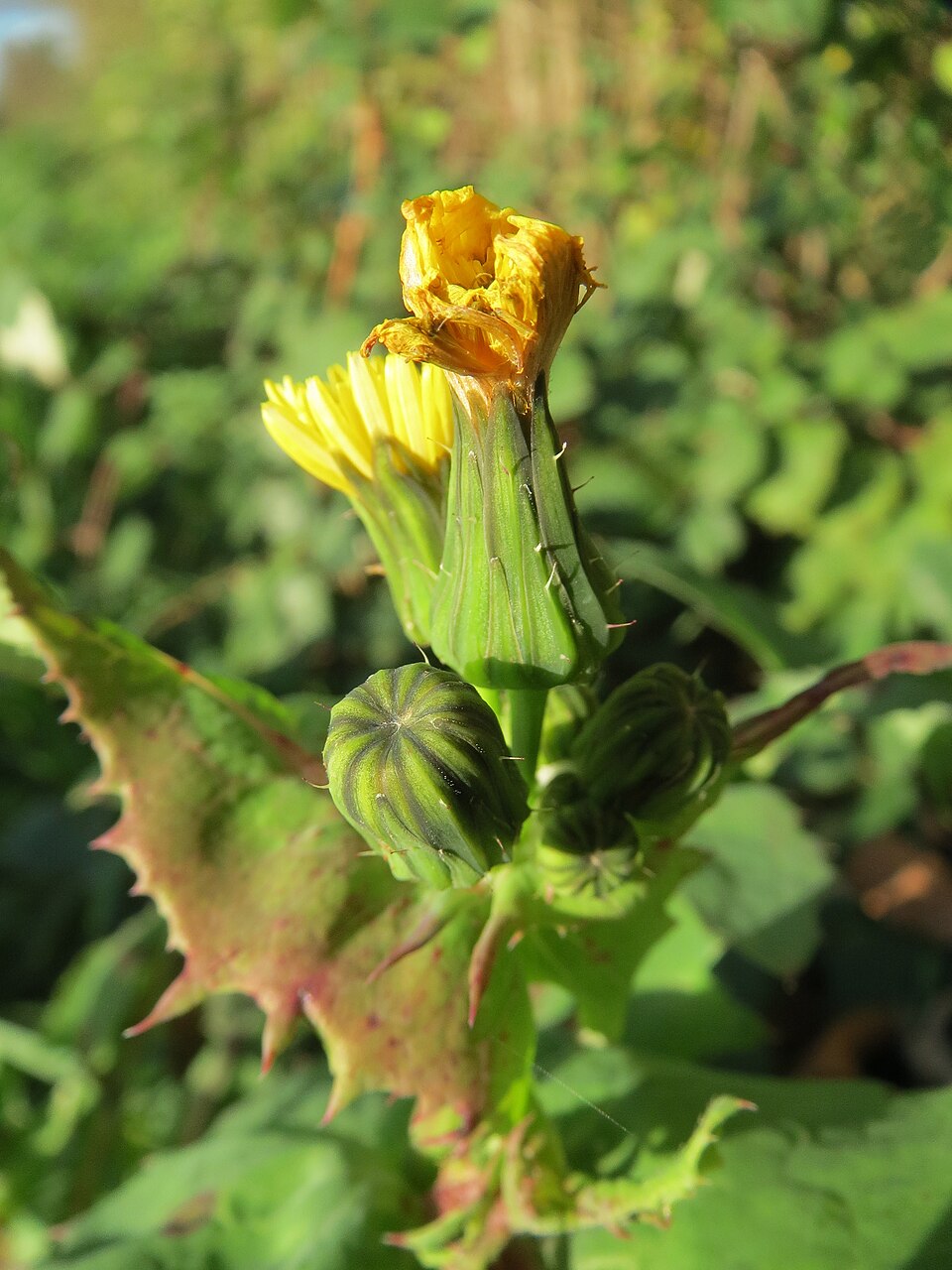Sonchus oleraceus (annual sow thistle) (alternate view 10)