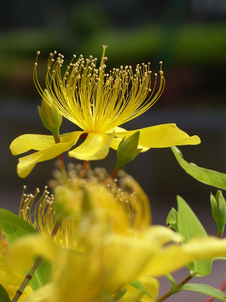 Hypericum monogynum, Chinese St John's wort — mounding semi-evergreen (Hypericaceae) (image 4 of 10)