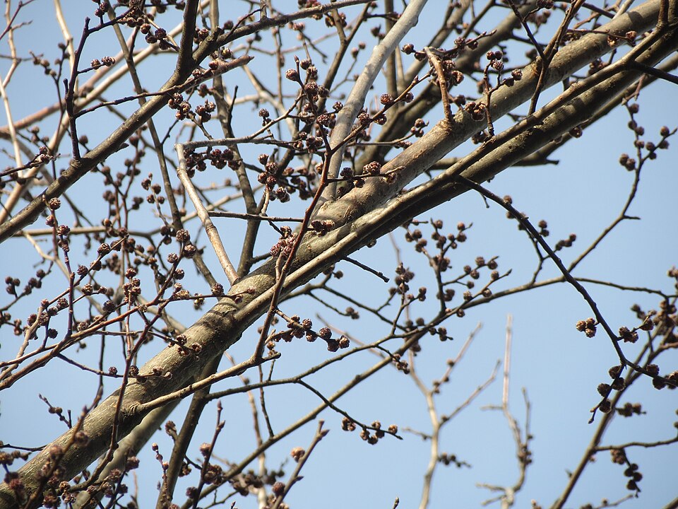 Ulmus minor (Field Elm)