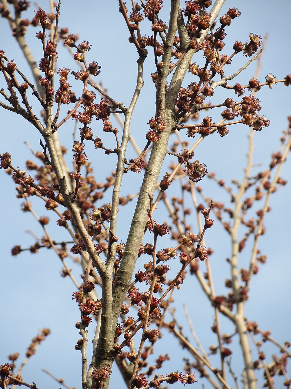 Ulmus minor (Field Elm)
