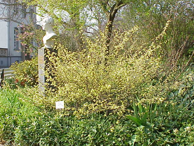 Corylopsis pauciflora (winter hazel, buttercup winter hazel) (alternate view 3)