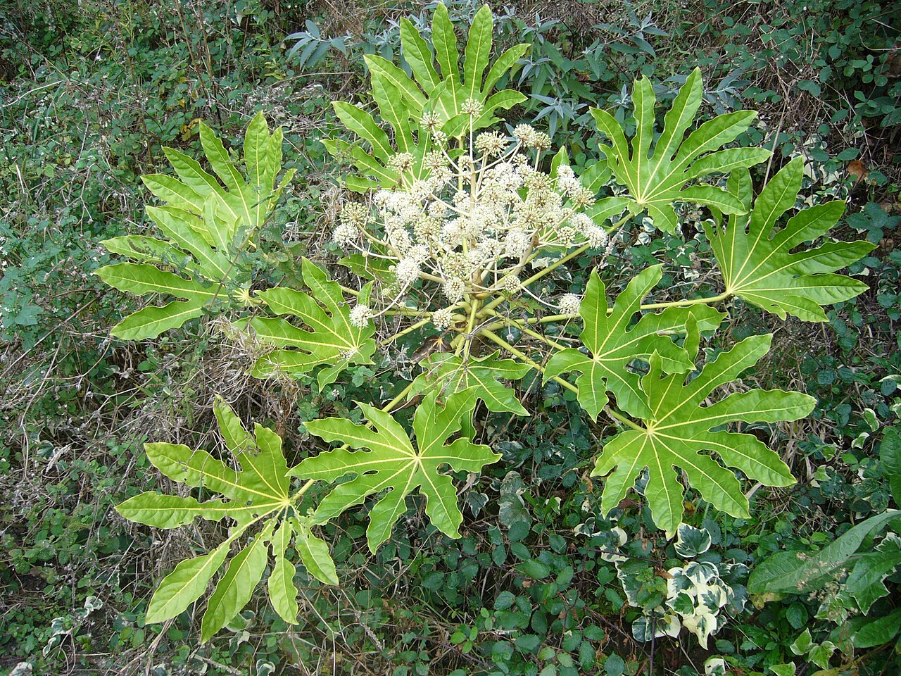 Fatsia japonica (fatsia)