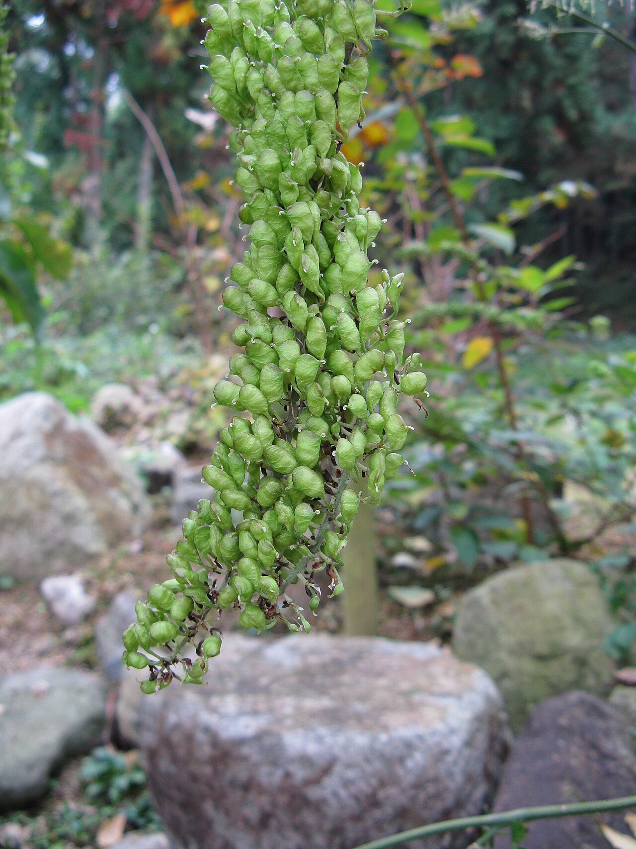 Actaea simplex, Bugbane — clumping deciduous (Ranunculaceae) (image 4 of 10)
