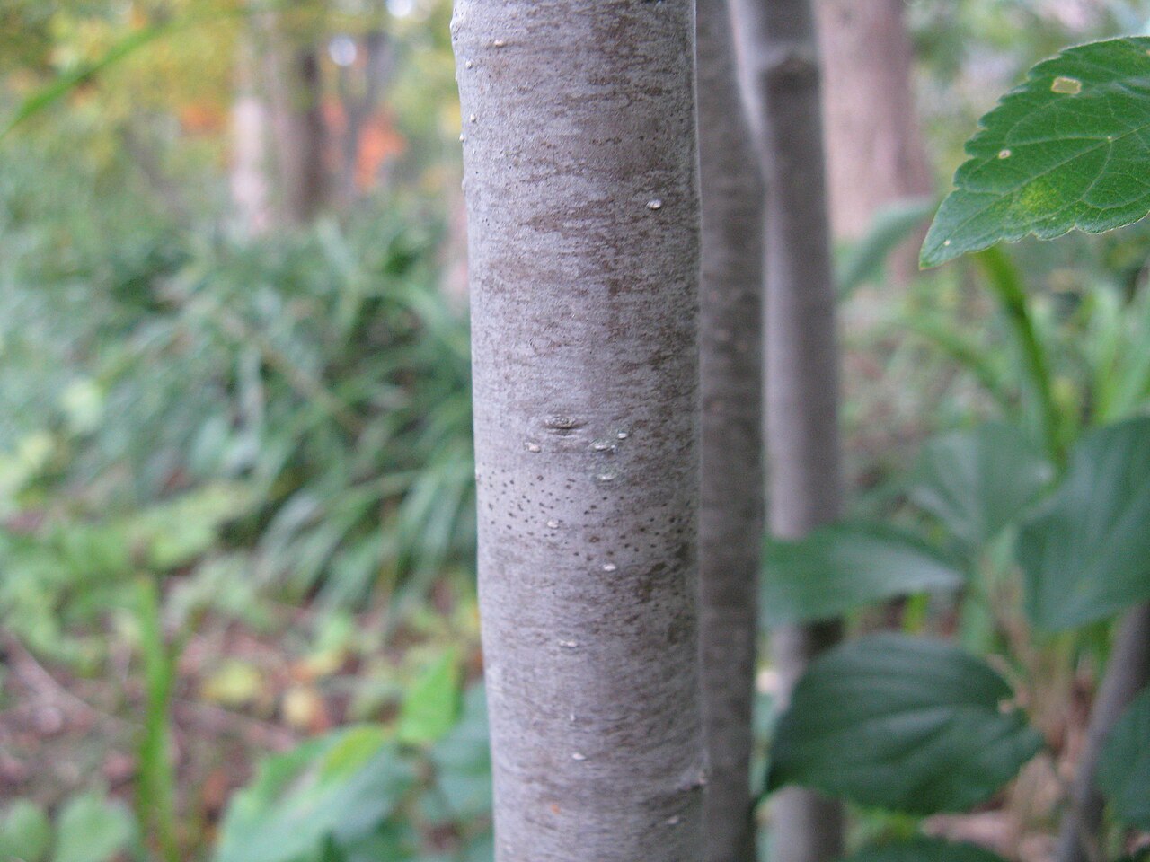 Ilex serrata, Japanese winterberry — spreading deciduous (Aquifoliaceae) (image 1 of 10)