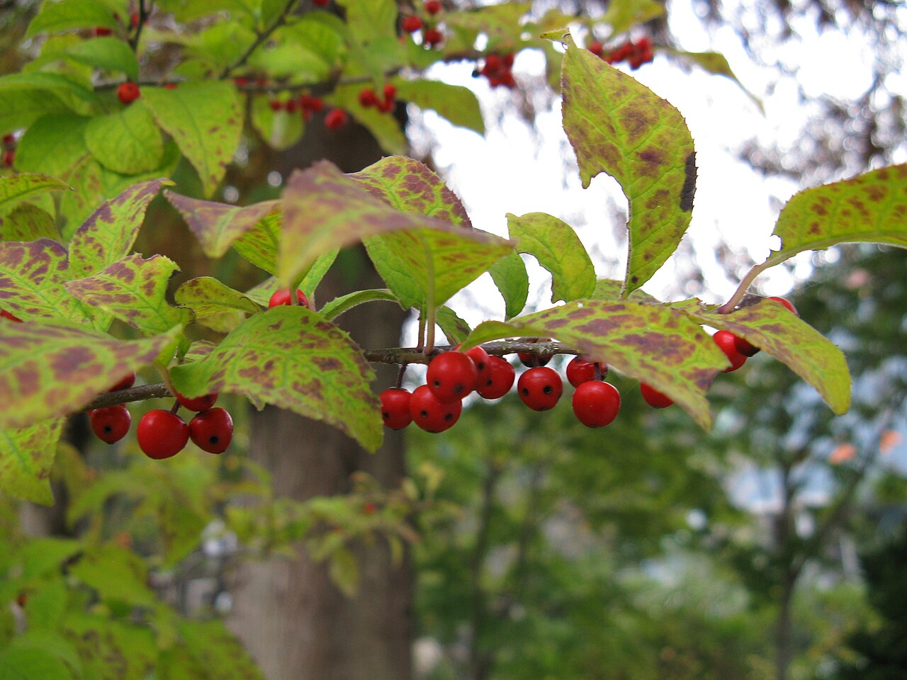 Ilex serrata, Japanese winterberry — spreading deciduous (Aquifoliaceae) (image 2 of 10)