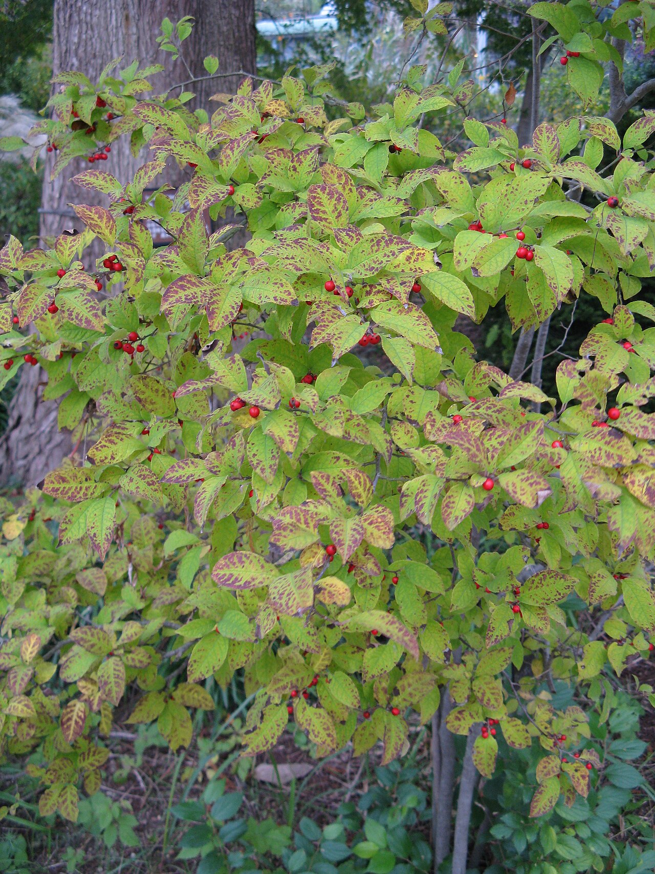Ilex serrata, Japanese winterberry — spreading deciduous (Aquifoliaceae) (image 3 of 10)