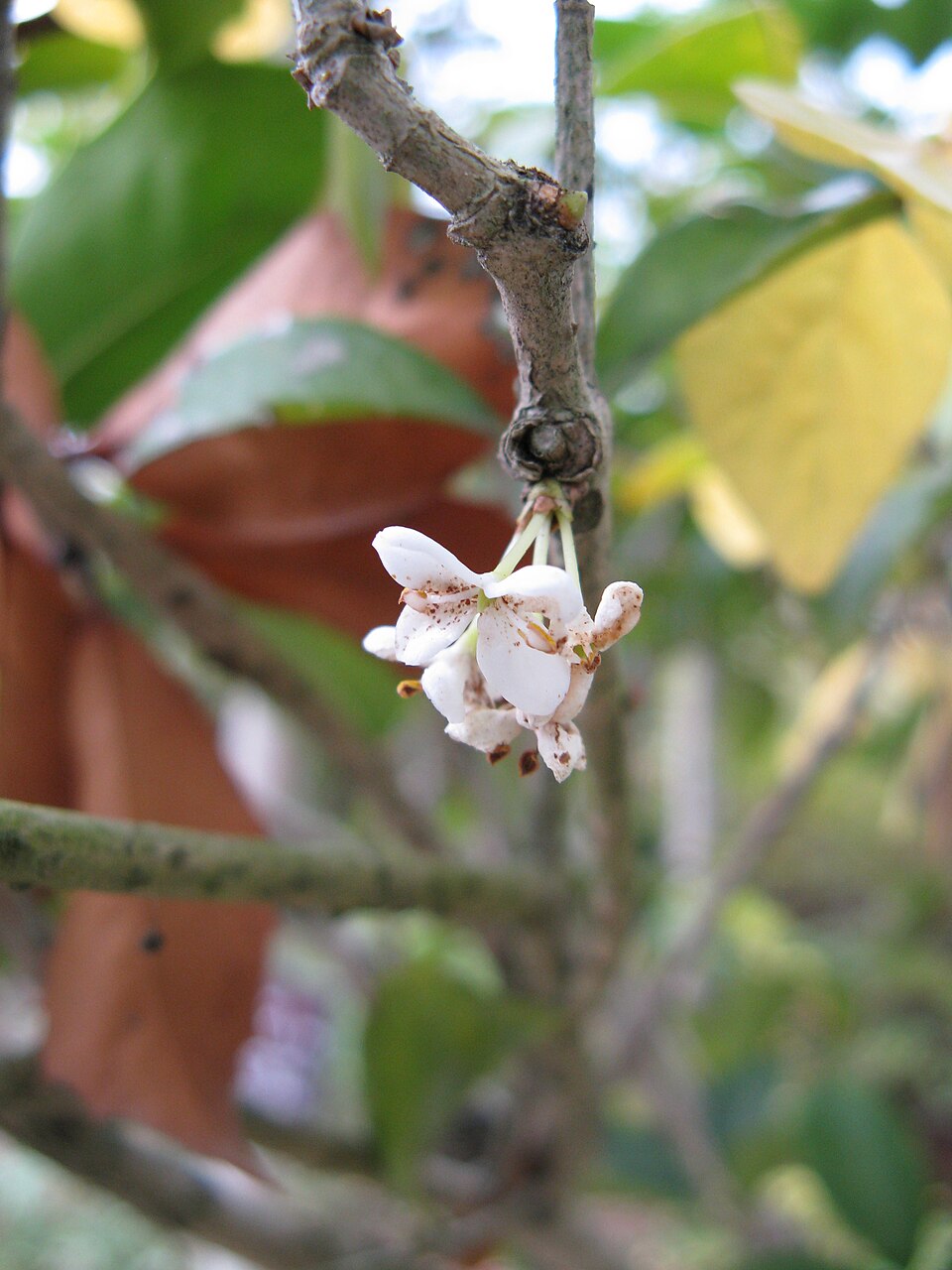 Osmanthus × fortunei (Fortune's Osmanthus) (alternate view 10)