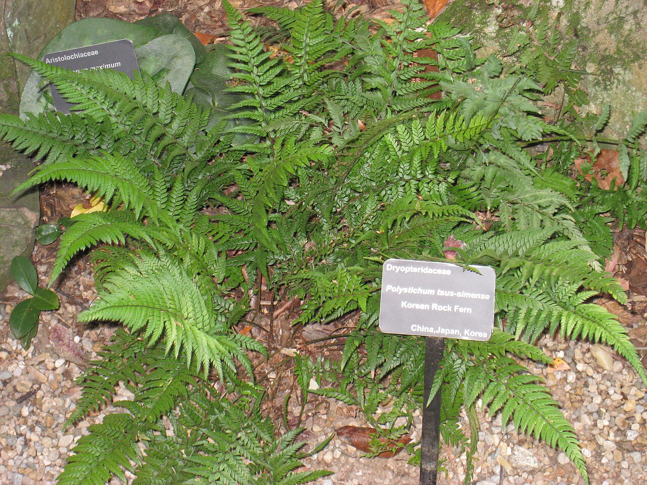 Polystichum tsus-simense (Korean Rock Fern)