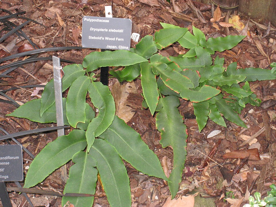 Dryopteris sieboldii (alternate view 2)