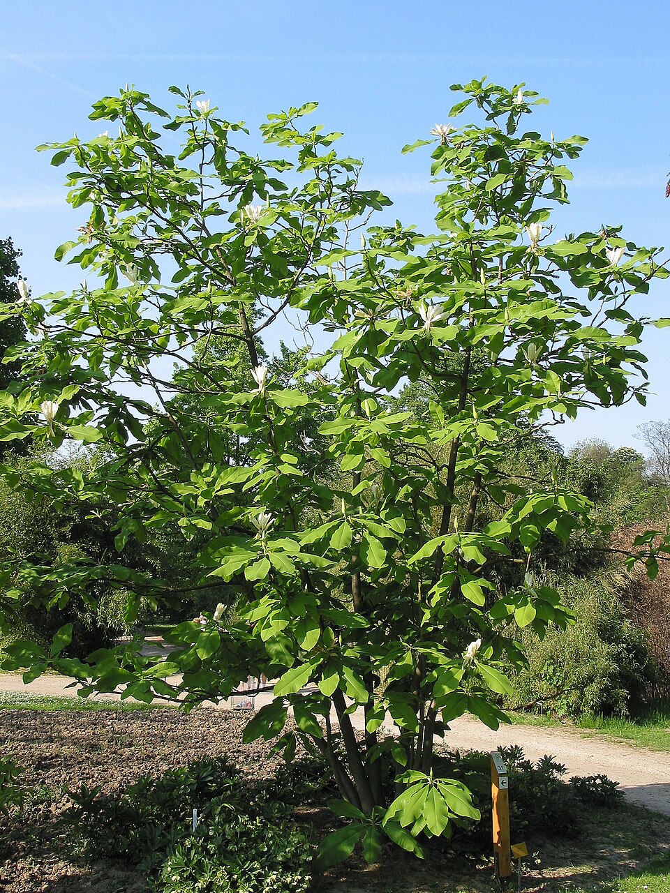 Magnolia tripetala (umbrella magnolia)