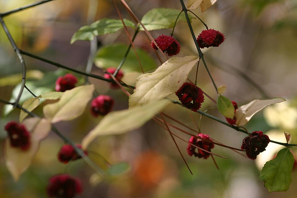 Euonymus americanus (strawberry bush)