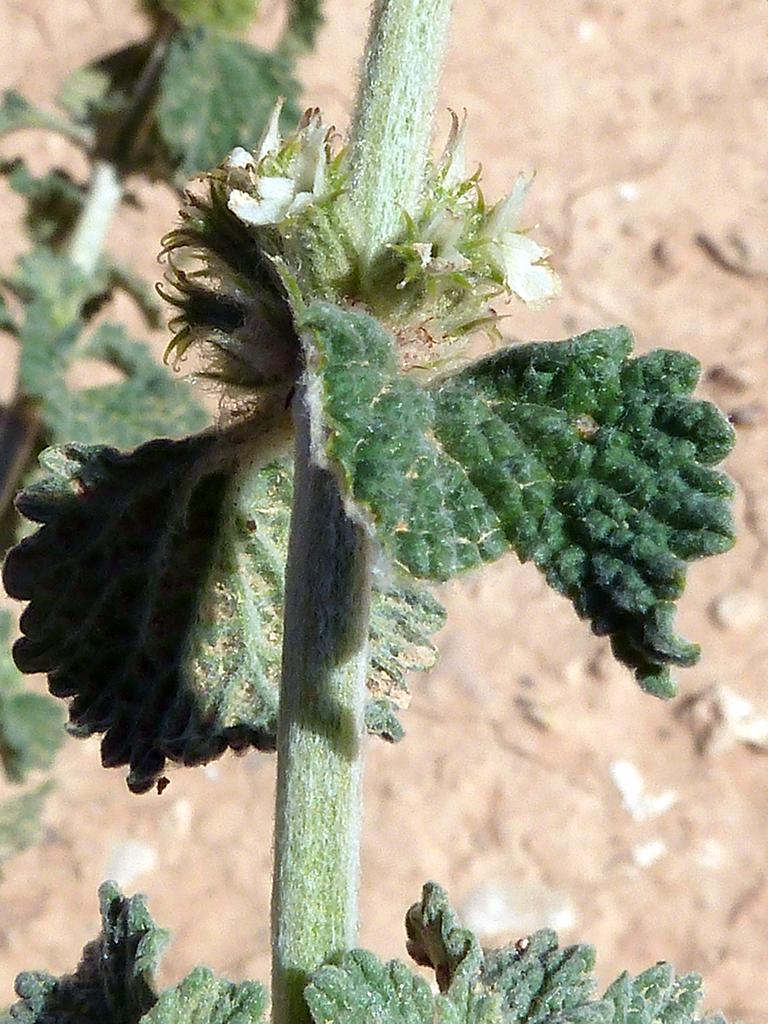 Marrubium vulgare (White Horehound)
