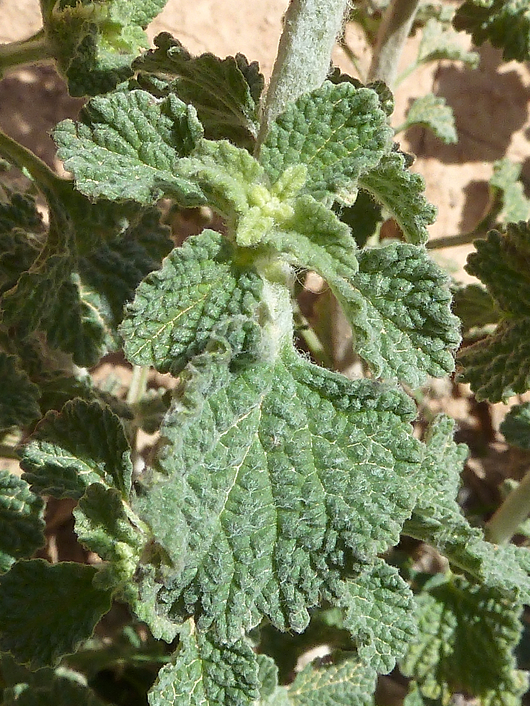 Marrubium vulgare (White Horehound)