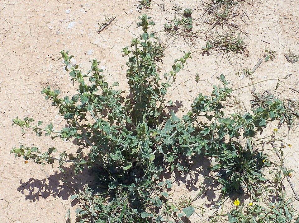 Marrubium vulgare (White Horehound)