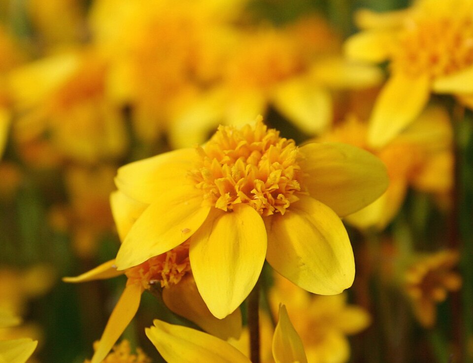 Lasthenia californica (California goldfields) (alternate view 6)