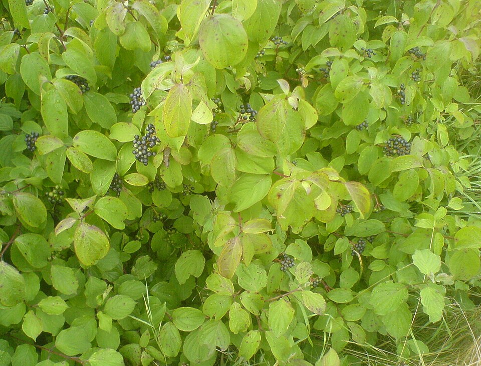Cornus sanguinea (alternate view 7)
