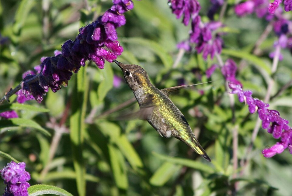 Salvia leucantha (Mexican Bush Sage) (alternate view 3)
