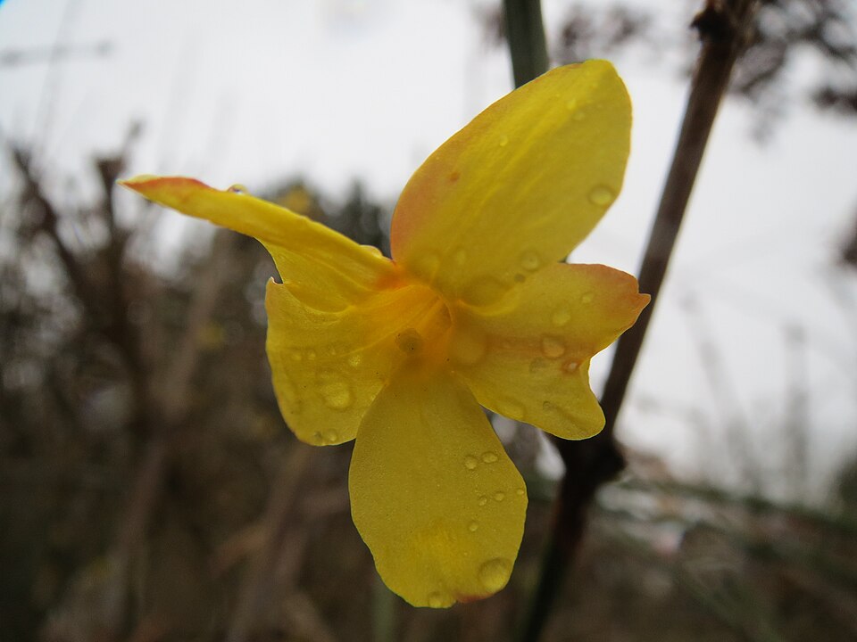 Jasminum nudiflorum (winter jasmine) (alternate view 8)