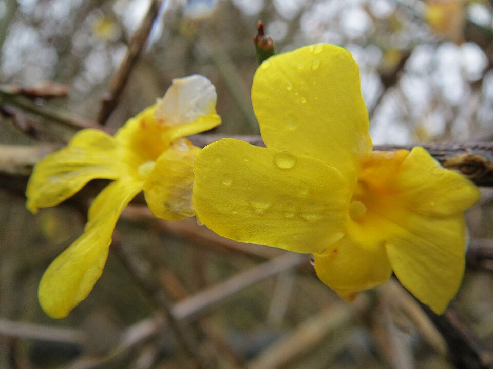 Jasminum nudiflorum (winter jasmine) (alternate view 9)