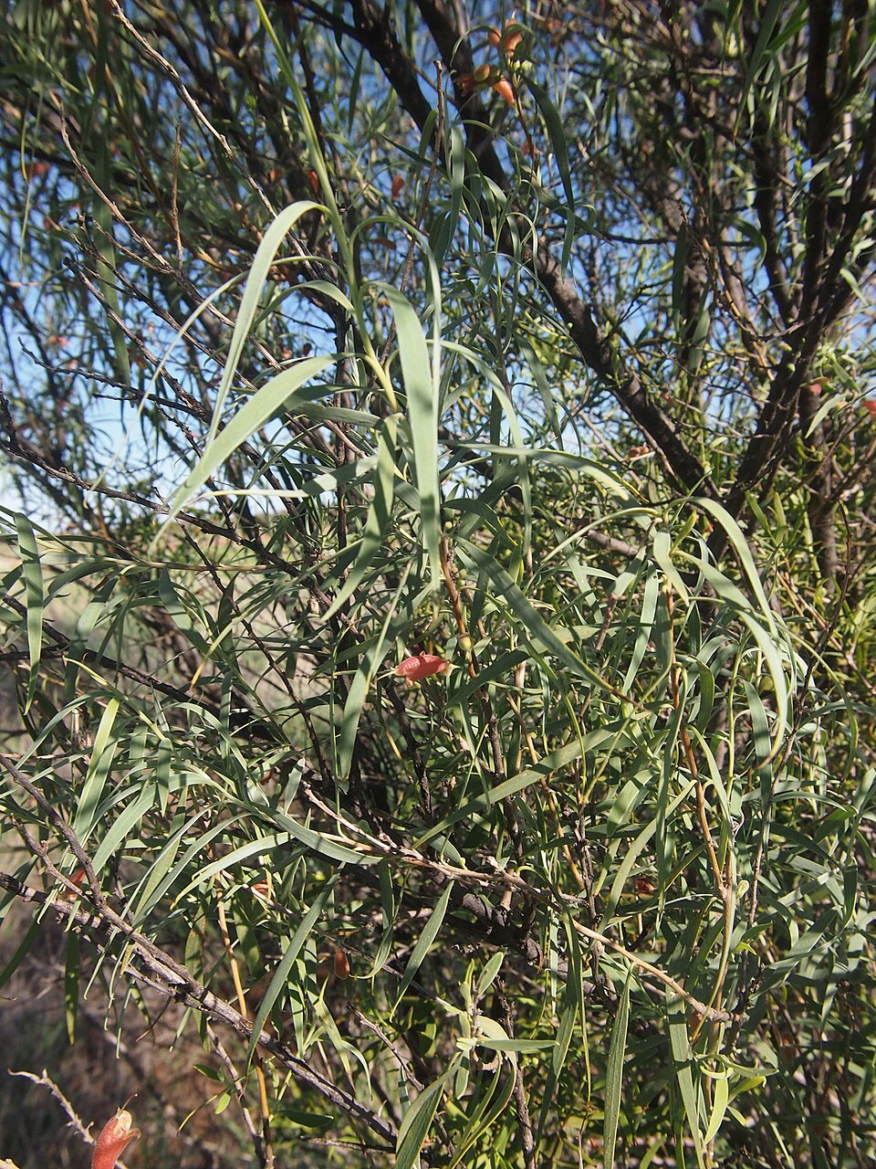 Eremophila longifolia (Weeping Emubush) (alternate view 8)