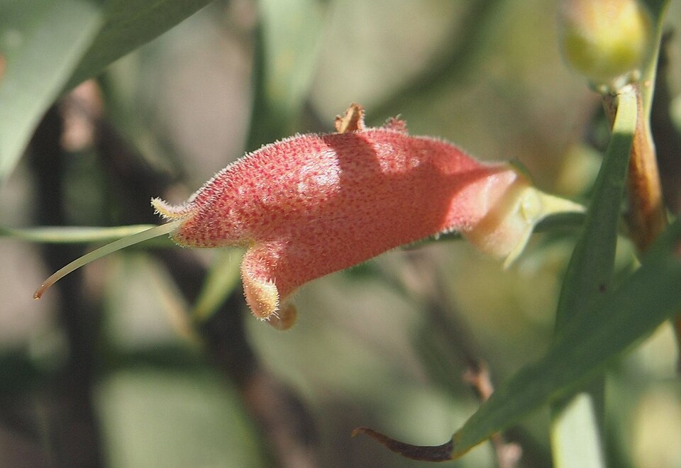 Eremophila longifolia (Weeping Emubush) (alternate view 9)