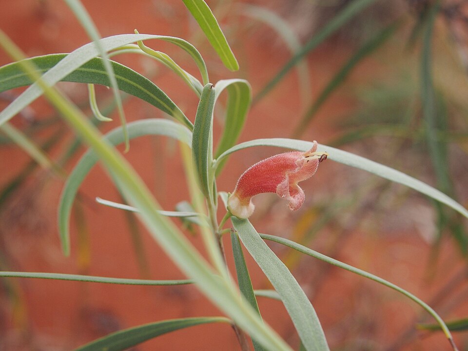 Eremophila longifolia (Weeping Emubush) (alternate view 10)