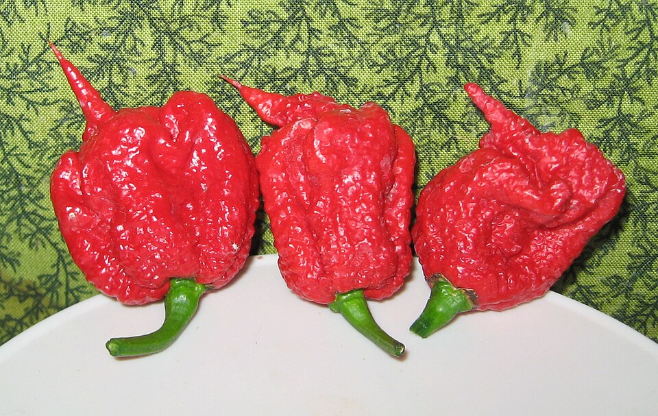 Capsicum chinense 'Carolina Reaper' (Carolina Reaper)