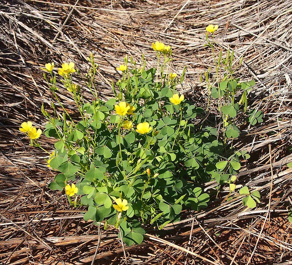 Oxalis stricta (upright yellow woodsorrel)