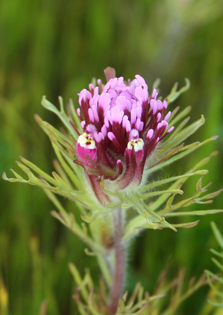Castilleja exserta (purple owl's-clover) (alternate view 7)