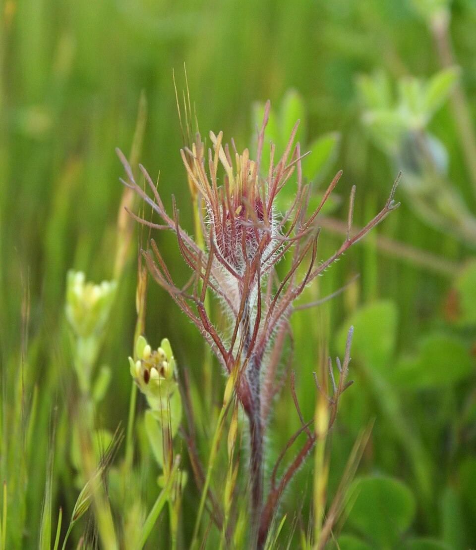 Castilleja exserta (purple owl's-clover) (alternate view 8)