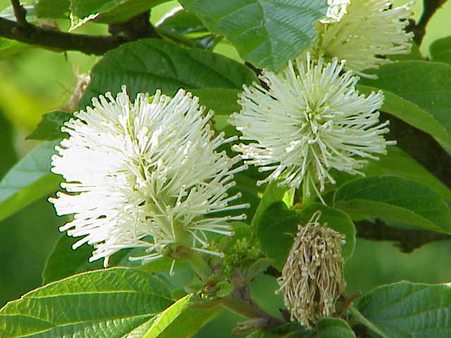 Fothergilla major, Large fothergilla — upright deciduous (Hamamelidaceae) (image 1 of 10)