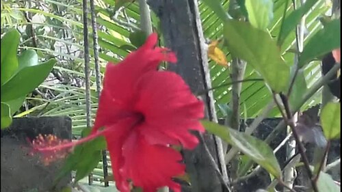 Hibiscus rosa-sinensis (Tropical Hibiscus)