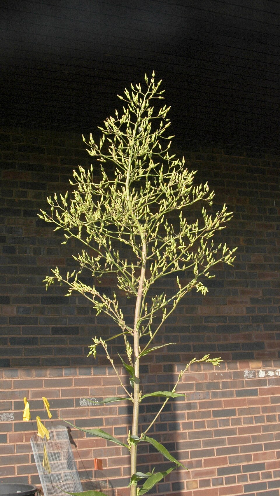 Lactuca canadensis (Canada wild lettuce) (alternate view 10)