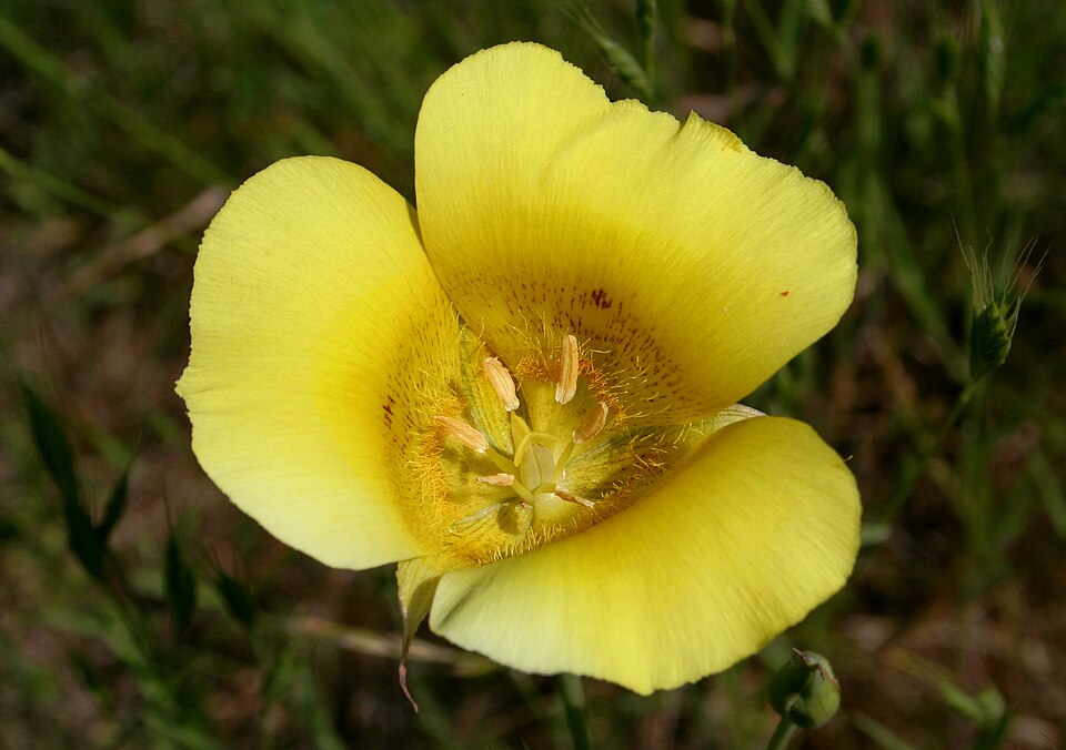 Calochortus luteus (Yellow Mariposa Lily)