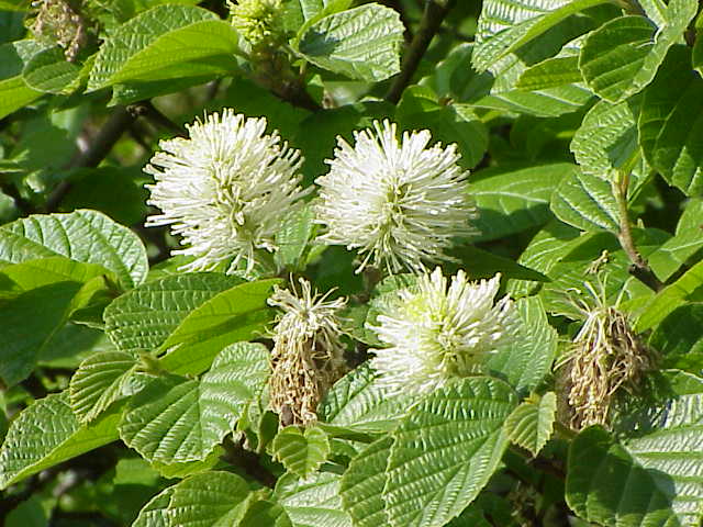 Fothergilla major, Large fothergilla — upright deciduous (Hamamelidaceae) (image 2 of 10)