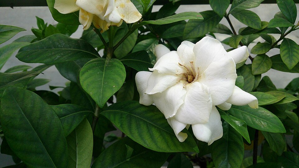 Gardenia jasminoides (Gardenia) (alternate view 8)