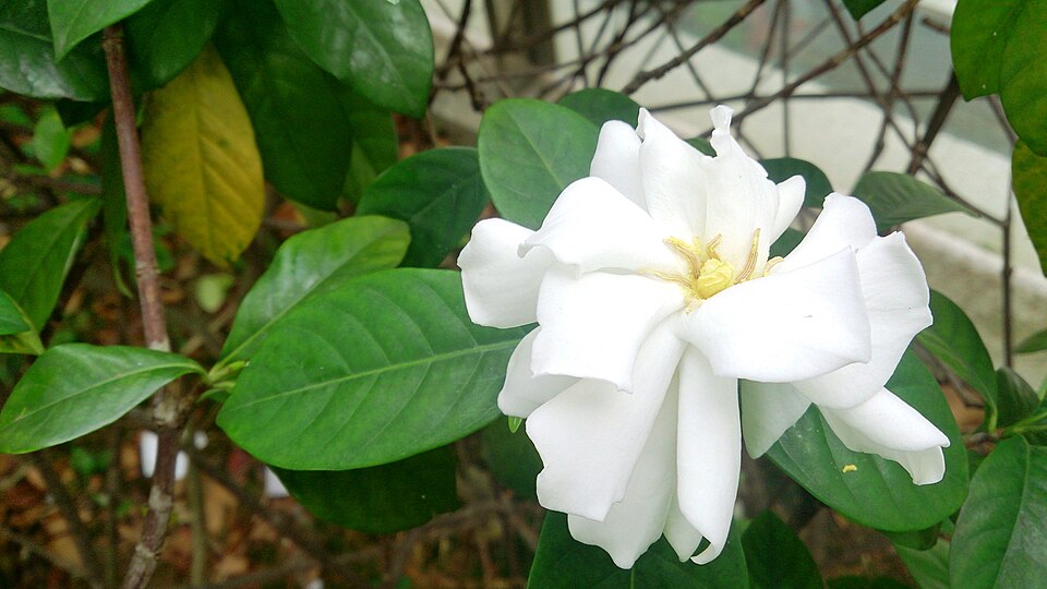 Gardenia jasminoides (Gardenia) (alternate view 9)