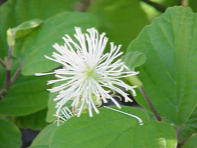 Fothergilla major, Large fothergilla — upright deciduous (Hamamelidaceae) (image 3 of 10)