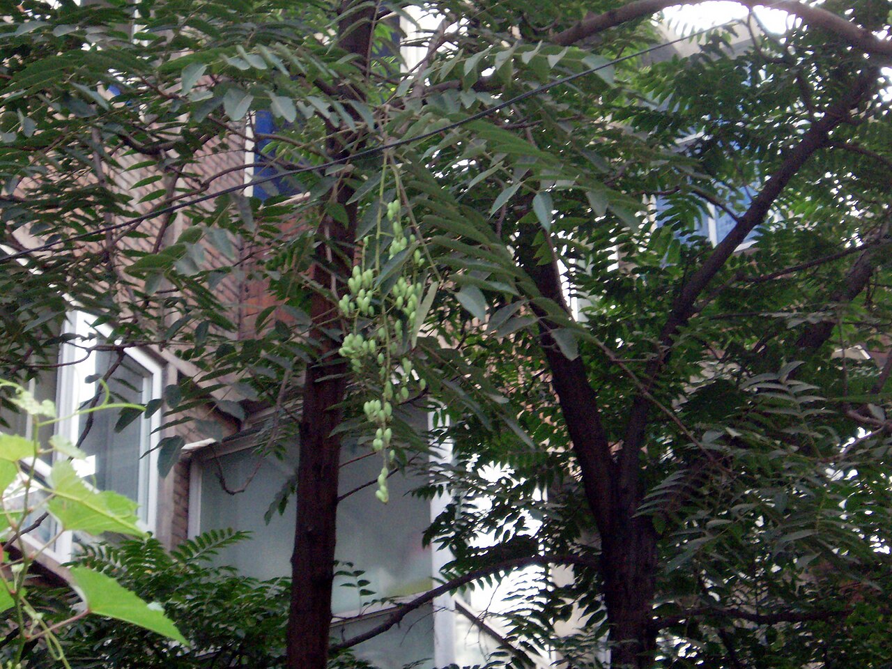 Toona sinensis, Chinese toon — upright deciduous (Meliaceae) (image 1 of 10)