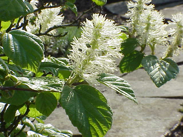 Fothergilla major, Large fothergilla — upright deciduous (Hamamelidaceae) (image 4 of 10)