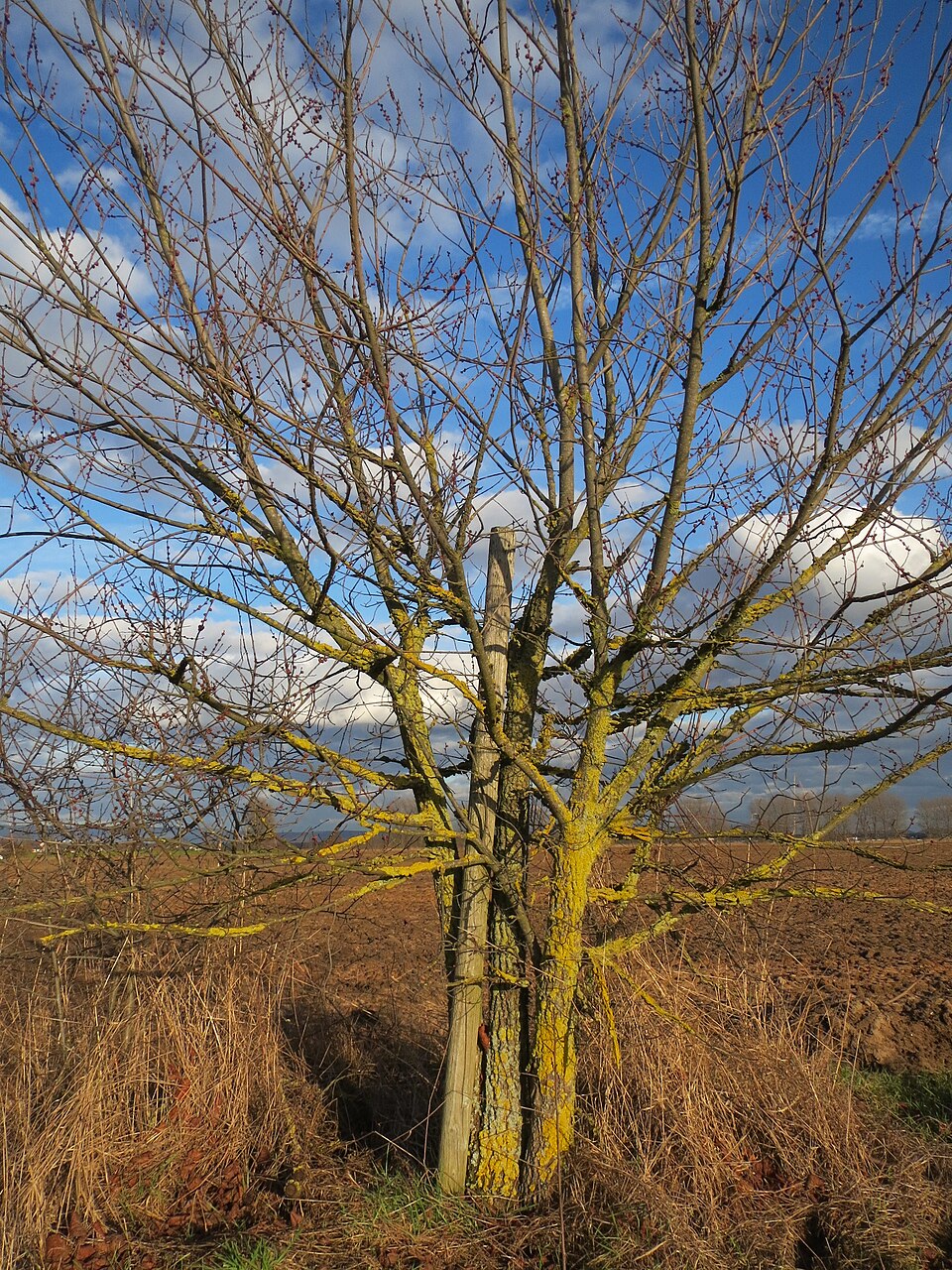 Ulmus minor (Field Elm)