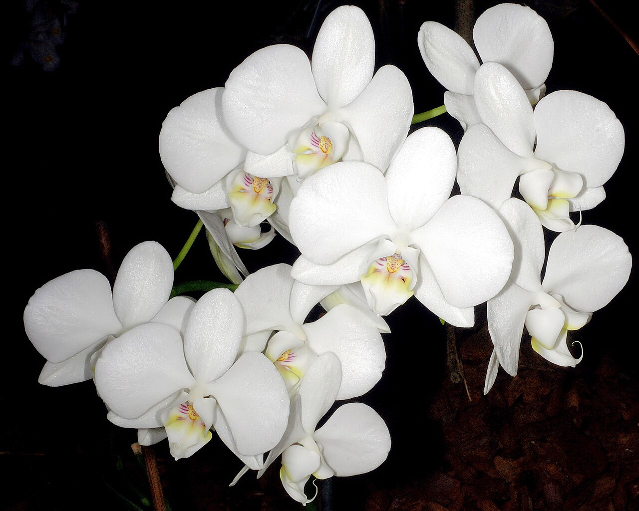 Phalaenopsis amabilis, Moon orchid — upright evergreen (Orchidaceae) (image 5 of 5)
