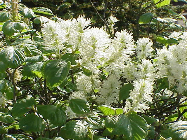Fothergilla major, Large fothergilla — upright deciduous (Hamamelidaceae) (image 5 of 10)