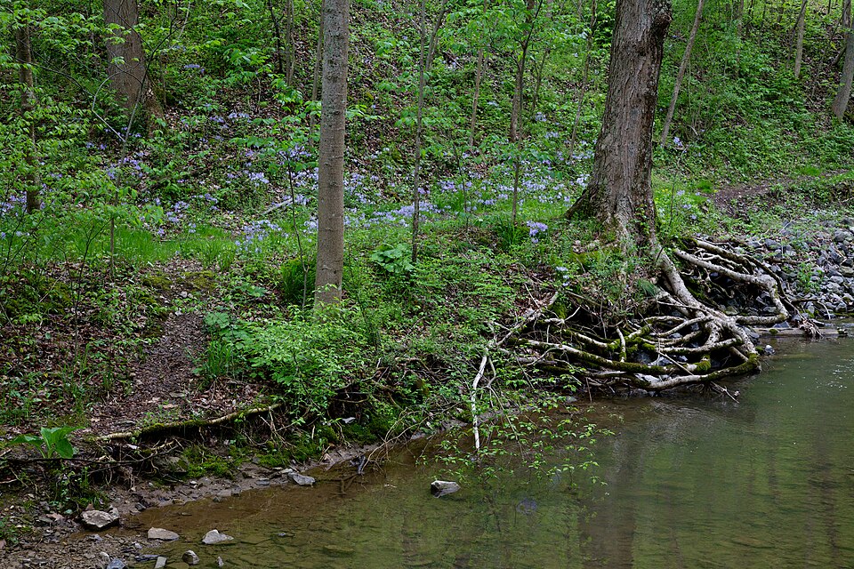 Mertensia virginica (Virginia Bluebells) (alternate view 6)