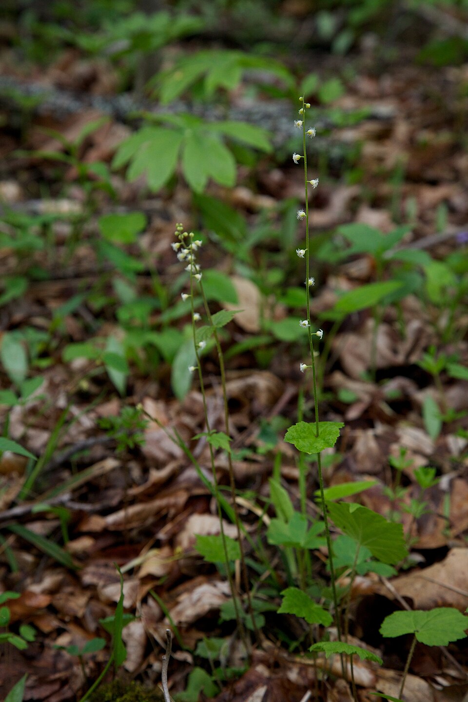 Mitella diphylla (twoleaf miterwort) (alternate view 7)