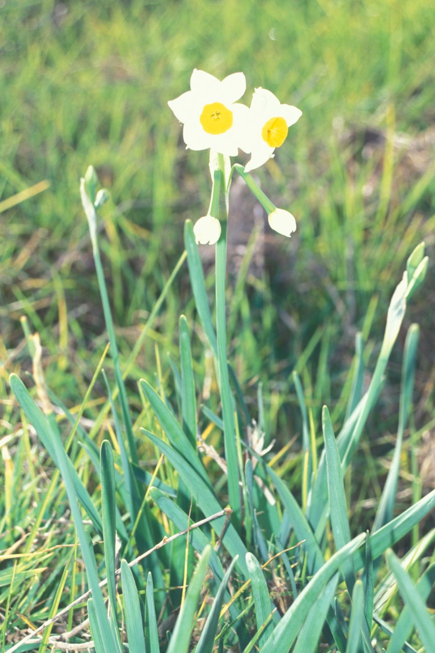 Narcissus tazetta, Paperwhite narcissus — clumping (Amaryllidaceae) (image 5 of 10)